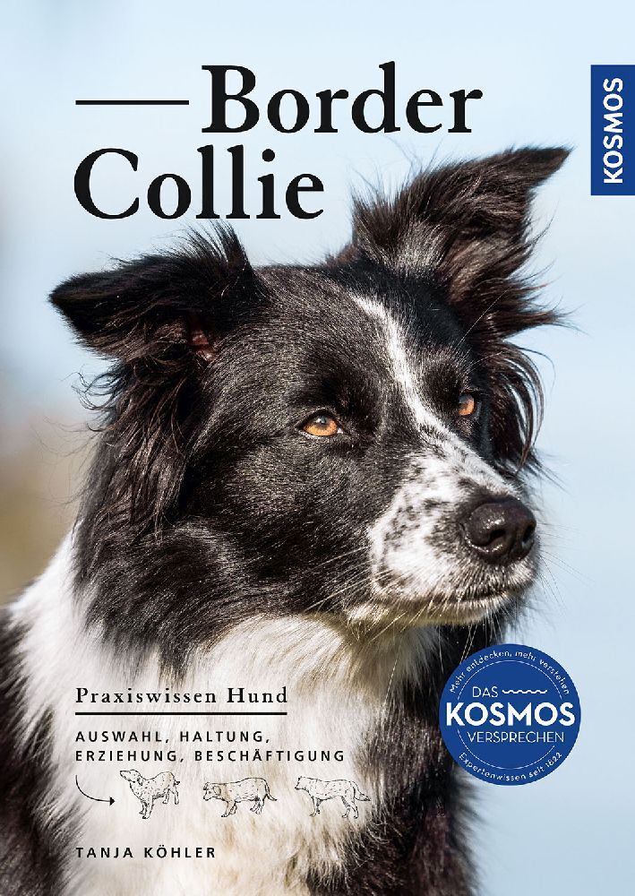 Border Collie main product photo
