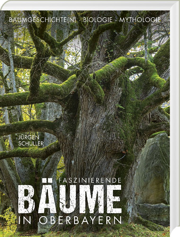 Faszinierende Bäume in Oberbayern main product photo