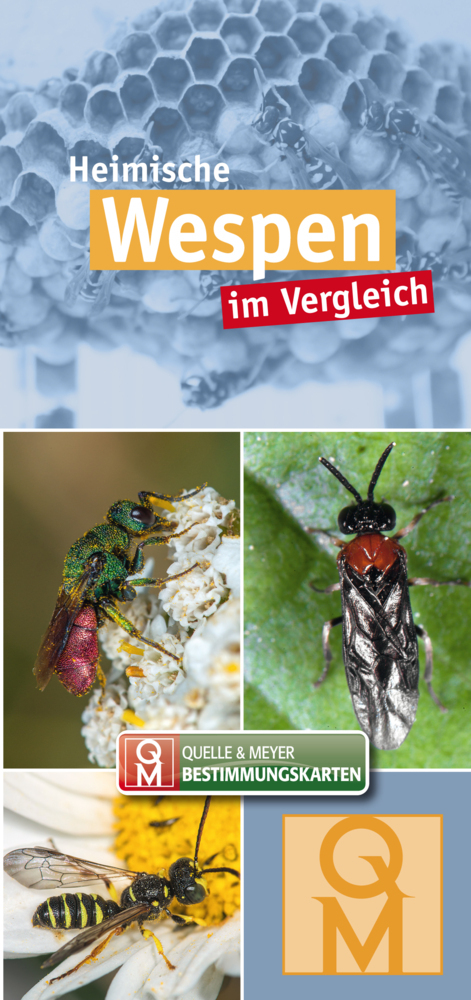 Heimische Wespen main product photo
