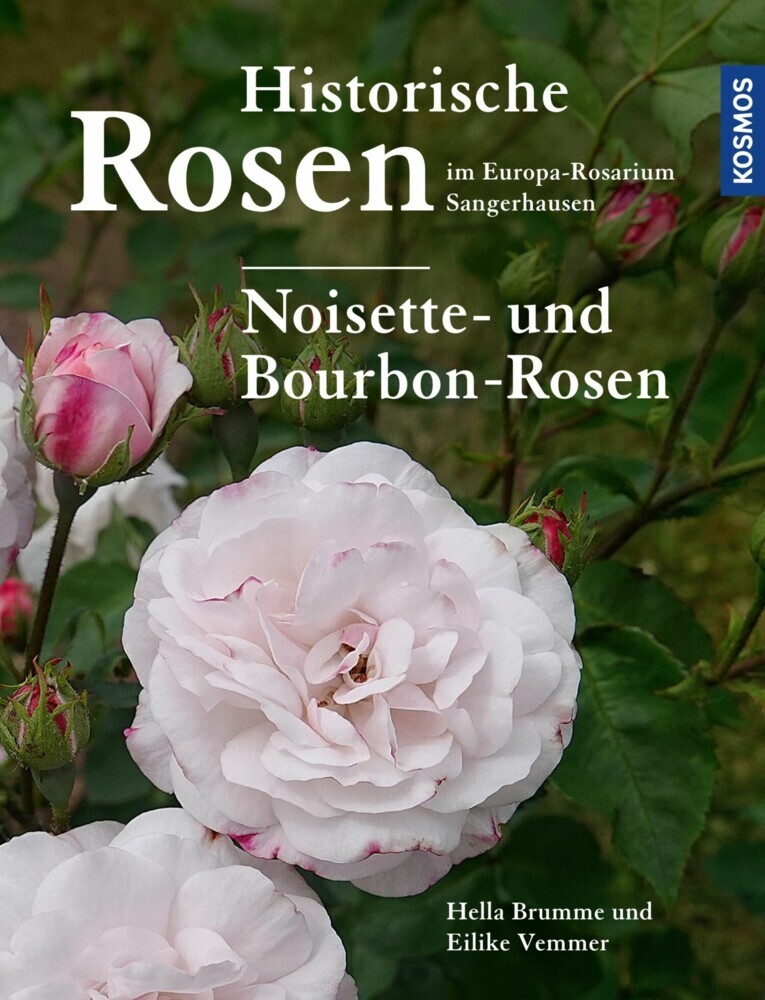 Historische Rosen im Europa Rosarium Sangerhausen: Noisette- und Bourbon-Rosen main product photo