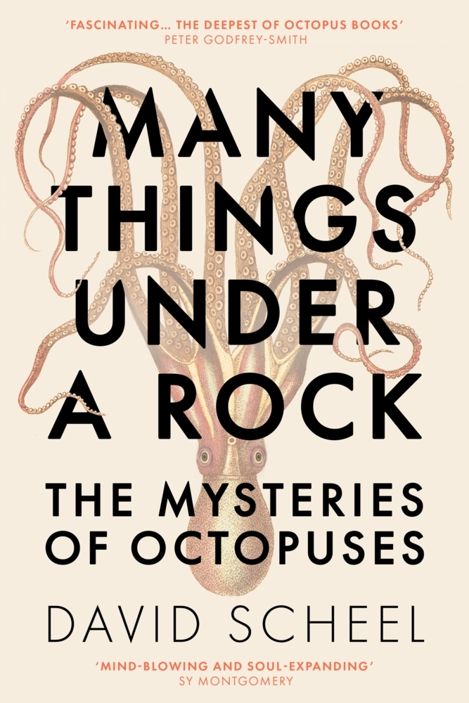 Many Things Under a Rock main product photo