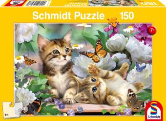 Verspielte Katzenbabys