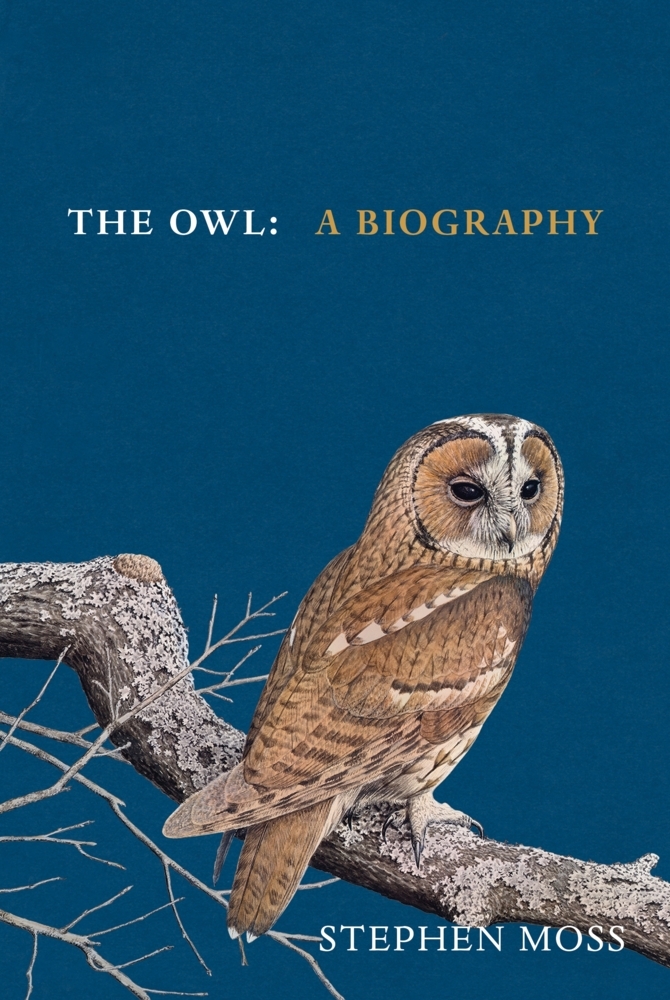 The Owl main product photo