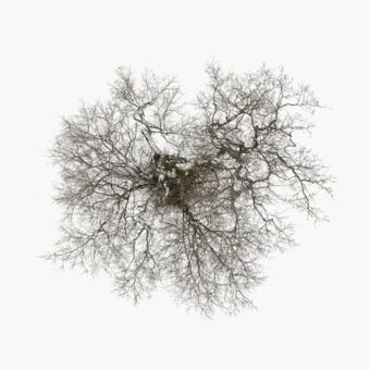 Tree, 1 Audio-CD