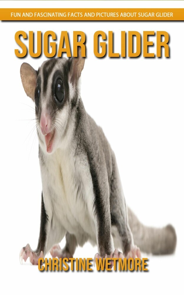 Sugar Glider - Fun and Fascinating Facts and Pictures About Sugar Glider main product photo