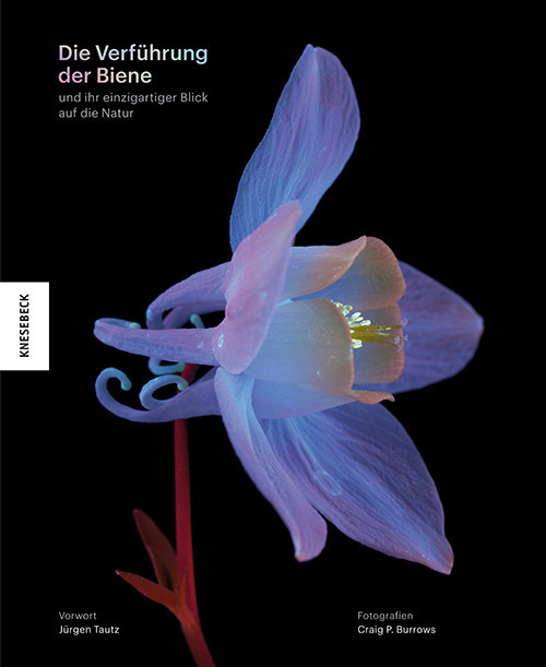 Die Verführung der Biene main product photo