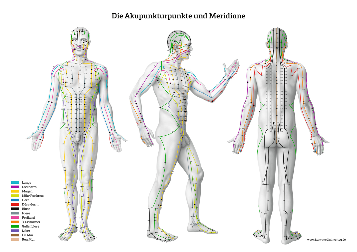 Lernposter - Die Akupunkturpunkte und Meridiane main product photo