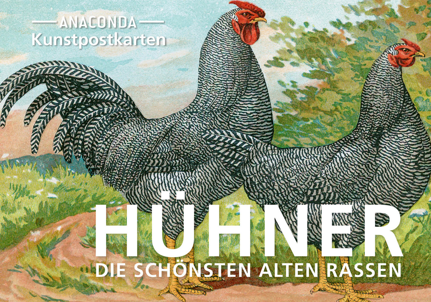 Postkarten-Set Hühner main product photo