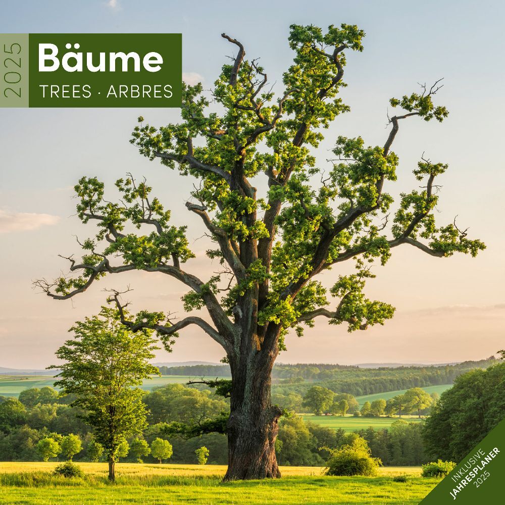 Bäume Kalender 2025 - 30x30 main product photo
