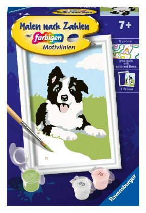 Border Collie Welpe