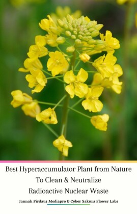 Best Hyperaccumulator Plant from Nature To Clean & Neutralize Radioactive Nuclear Waste