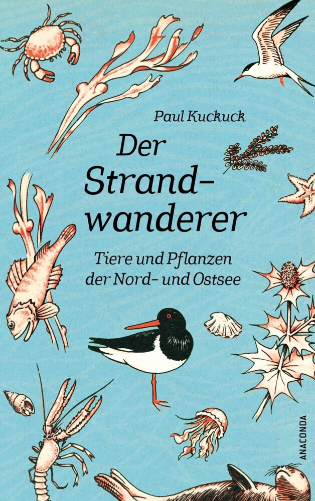 Der Strandwanderer. Tiere und Pflanzen der Nord- und Ostsee main product photo