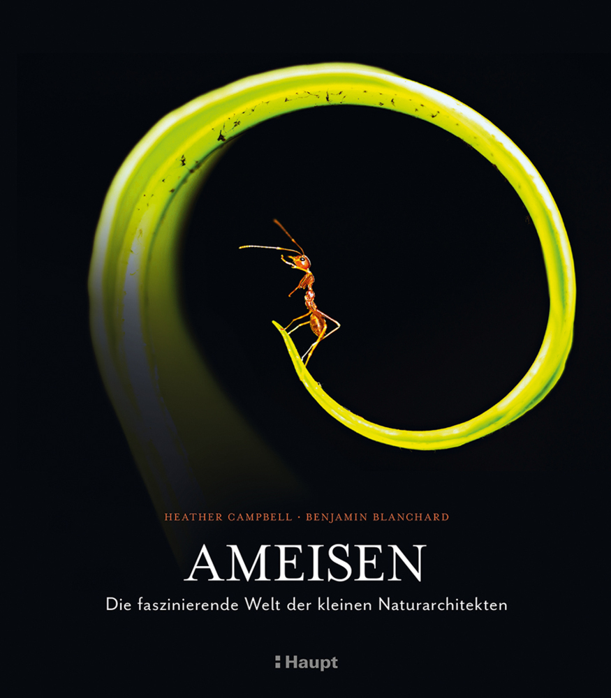 Ameisen main product photo