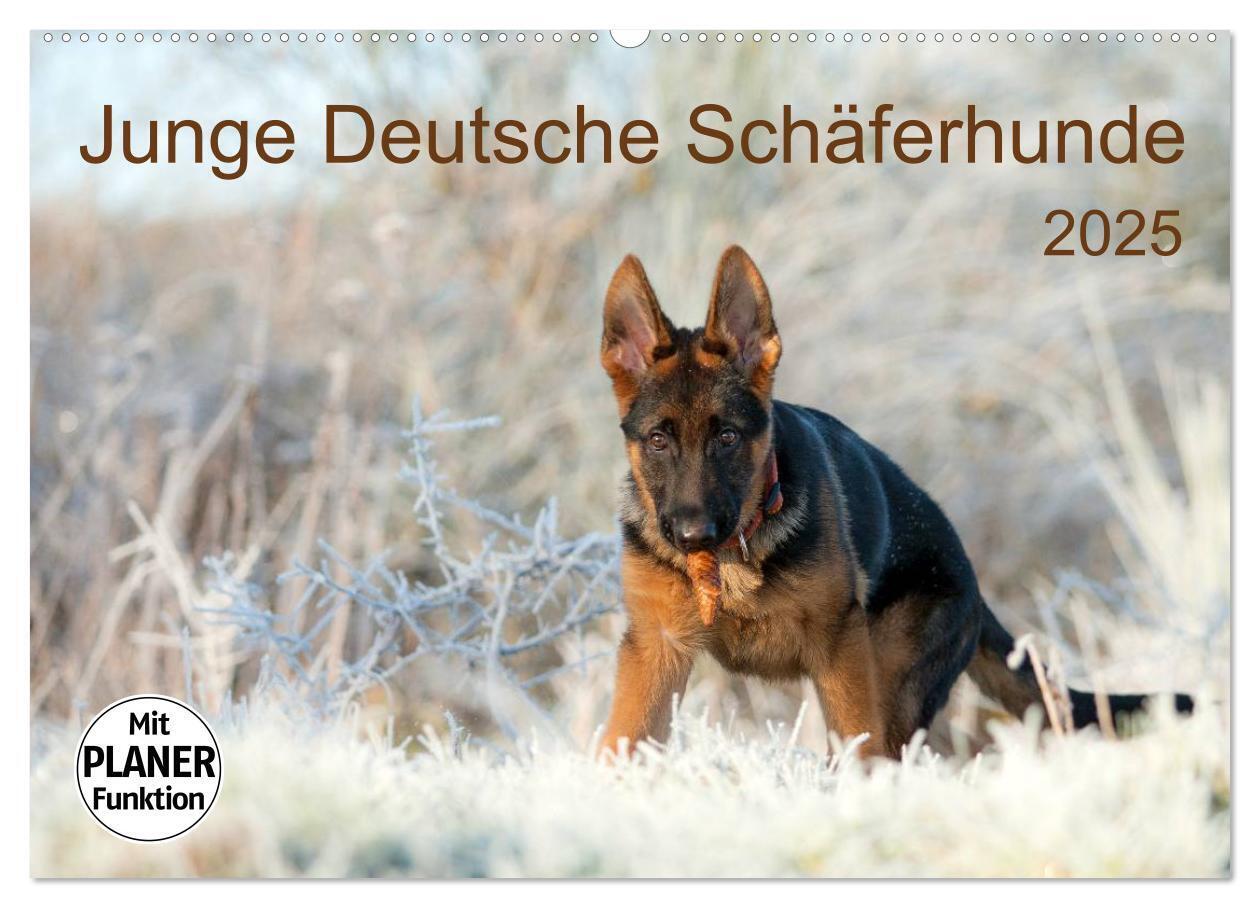 Deutsche Schäferhunde Puzzle – 1000 Teile, Quer, Für Erwachsene & Hundefreunde