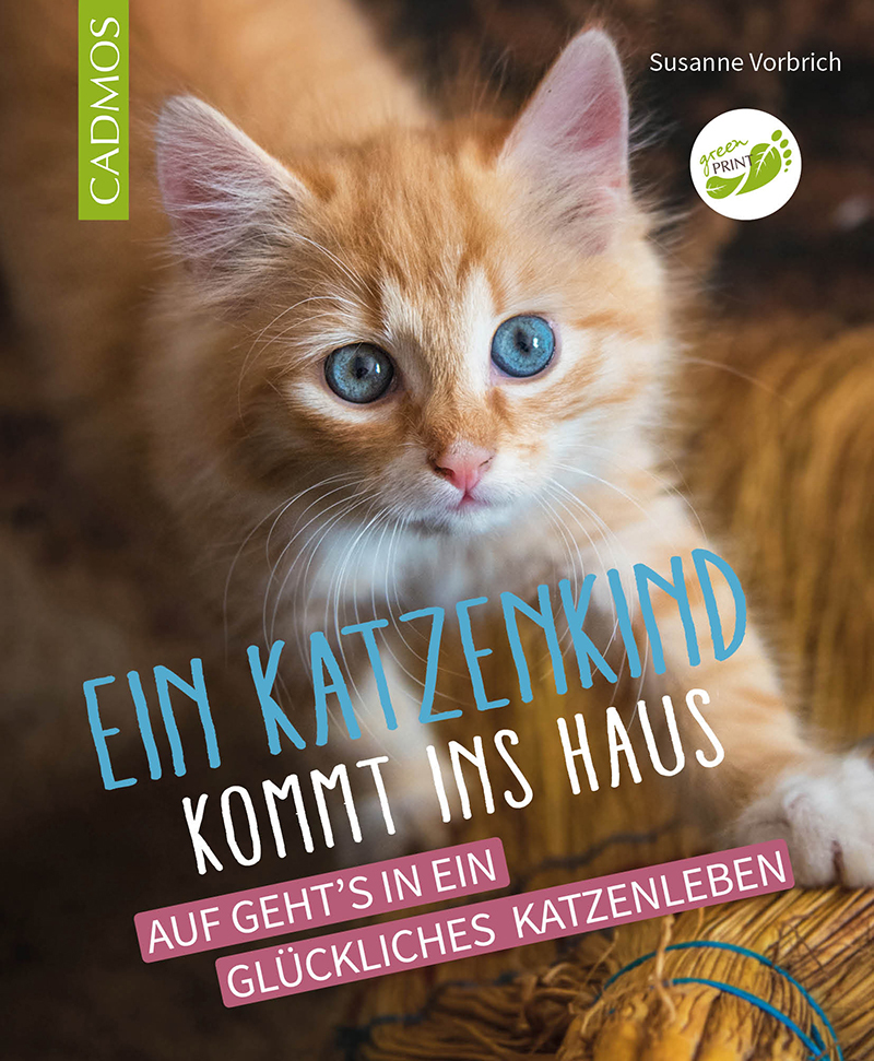Ein Katzenkind kommt ins Haus main product photo