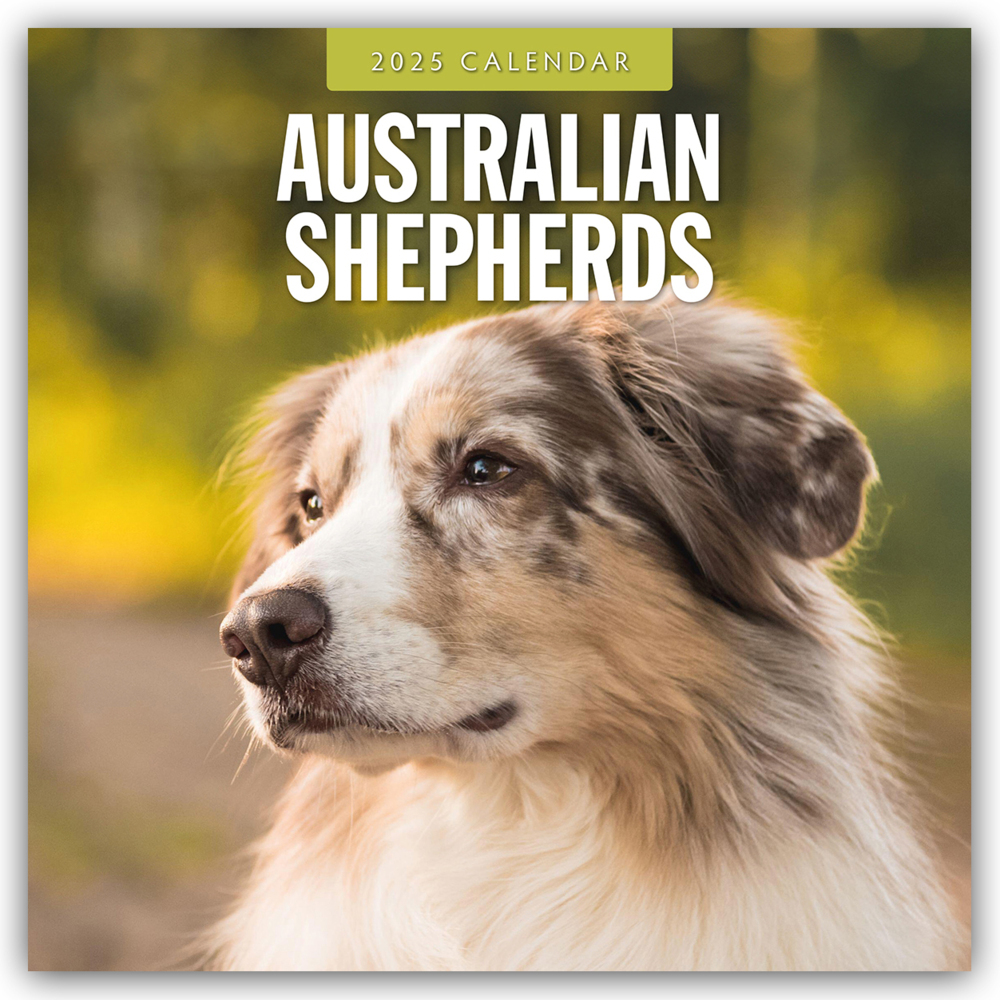 Australian Shepherds - Australian Shepherd 2025 - 16-Monatskalender main product photo