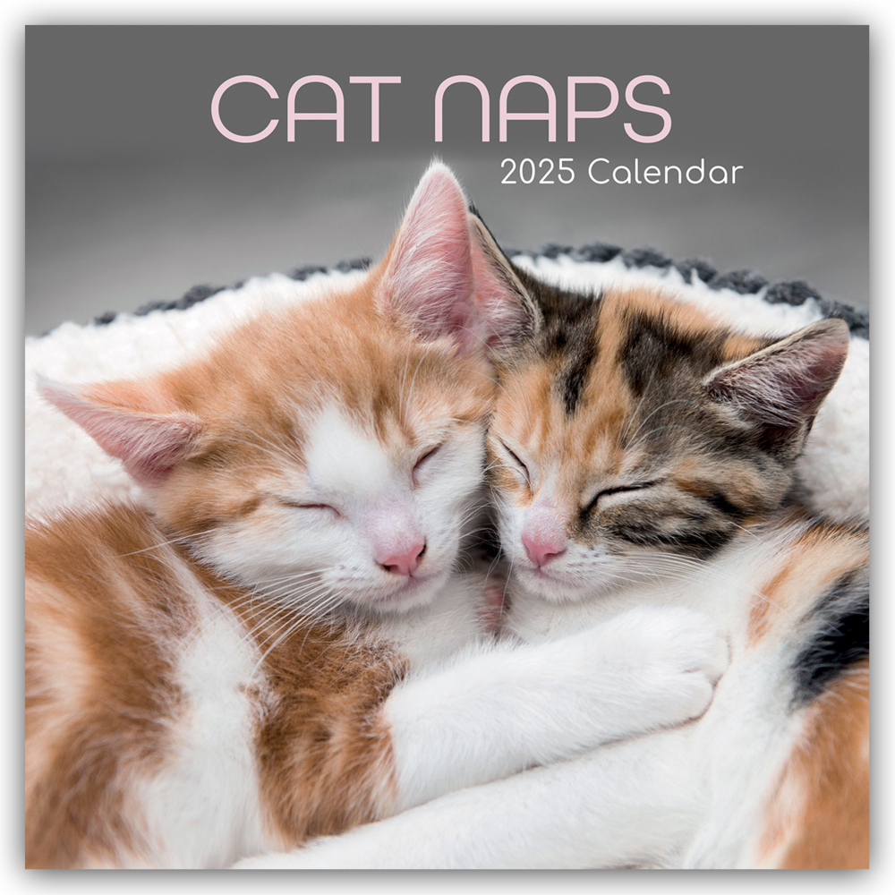 Cat Naps - Träumende Katzen 2025 - 16-Monatskalender main product photo