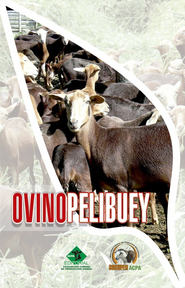 Ovino pelibuey main product photo
