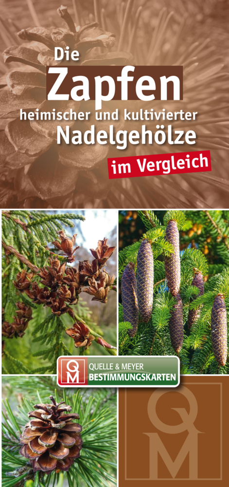 Die Zapfen heimischer und kultivierter Nadelgehölze im Vergleich main product photo