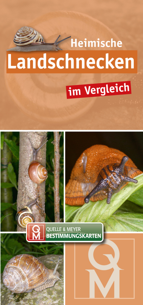 Heimische Landschnecken im Vergleich main product photo