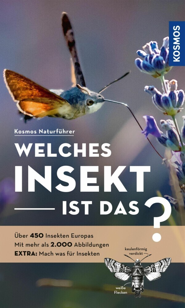 Welches Insekt ist das? main product photo