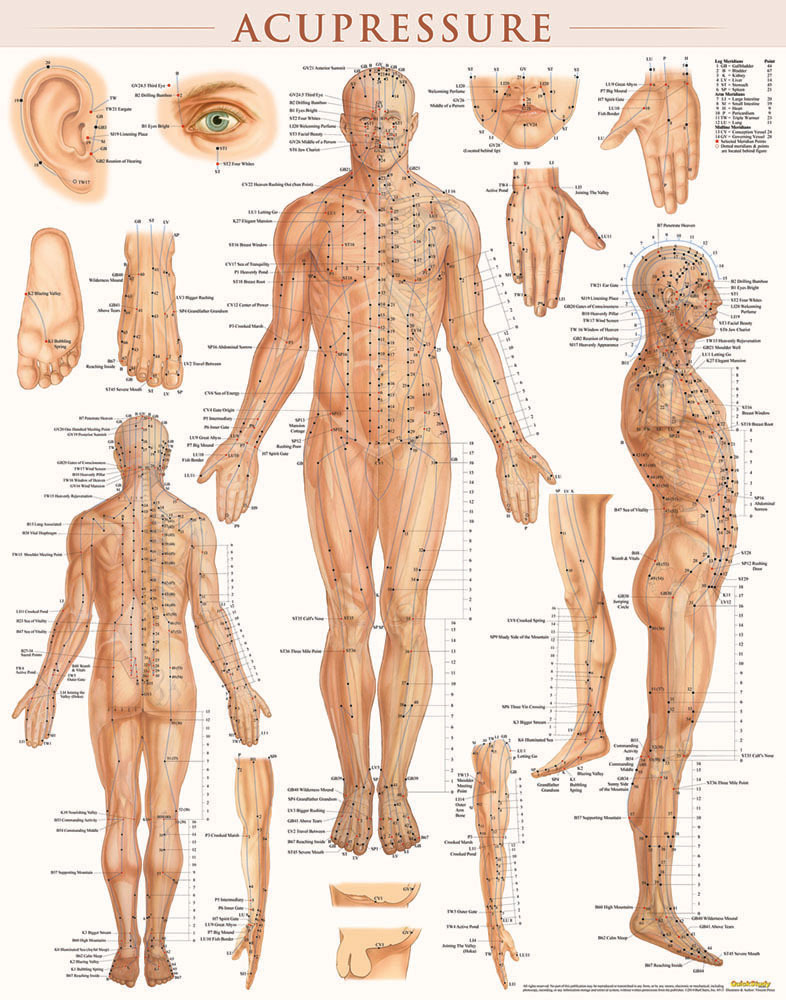 Acupressure Poster (22 x 28 inches) - Laminated main product photo