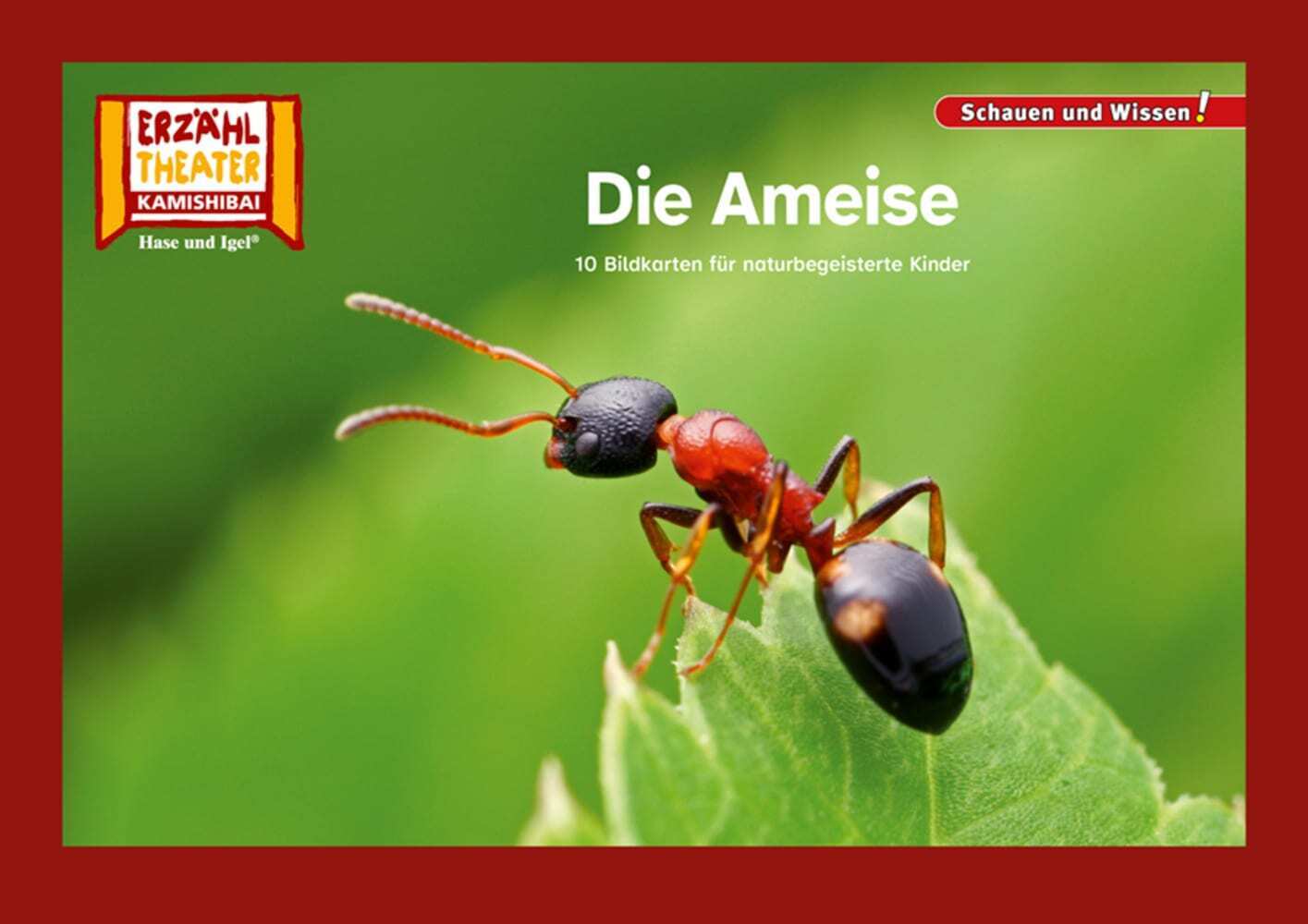 Die Ameise / Kamishibai Bildkarten main product photo