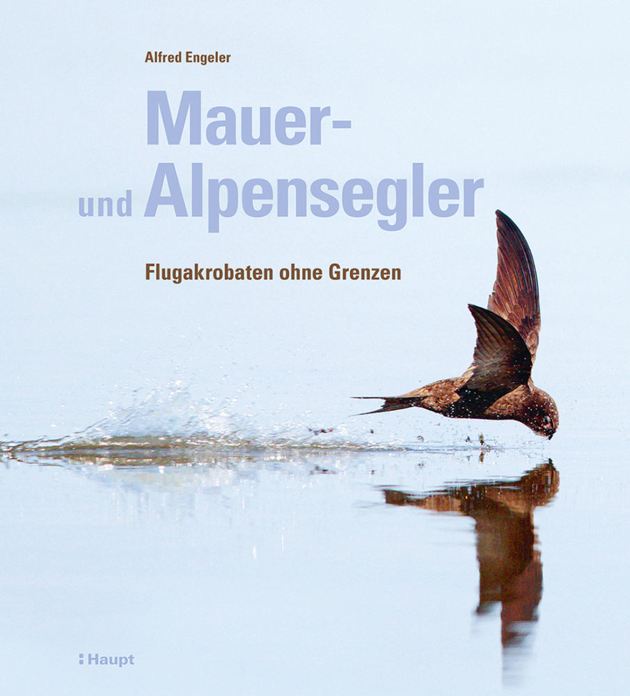 Mauer- und Alpensegler main product photo