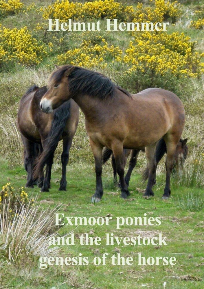 Exmoor ponies and the livestock genesis of the horse main product photo