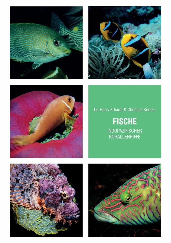 Fische indopazifischer Korallenriffe main product photo
