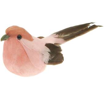Vogel, Apricot
