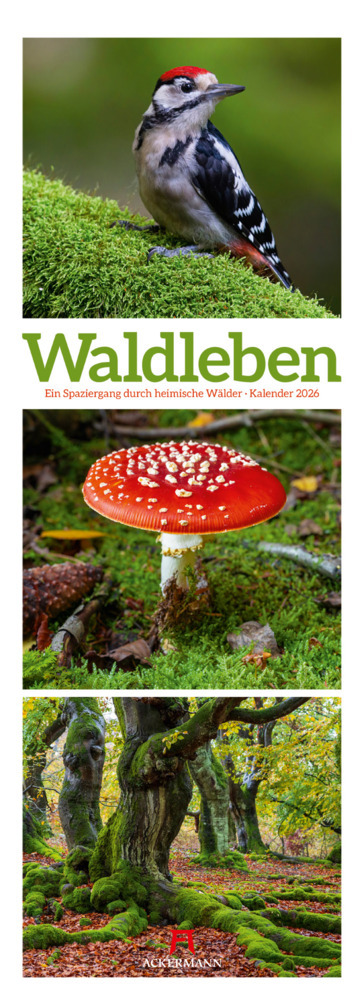 Waldleben Triplet-Kalender 2026 | Spaziergang durch heimische Wälder main product photo