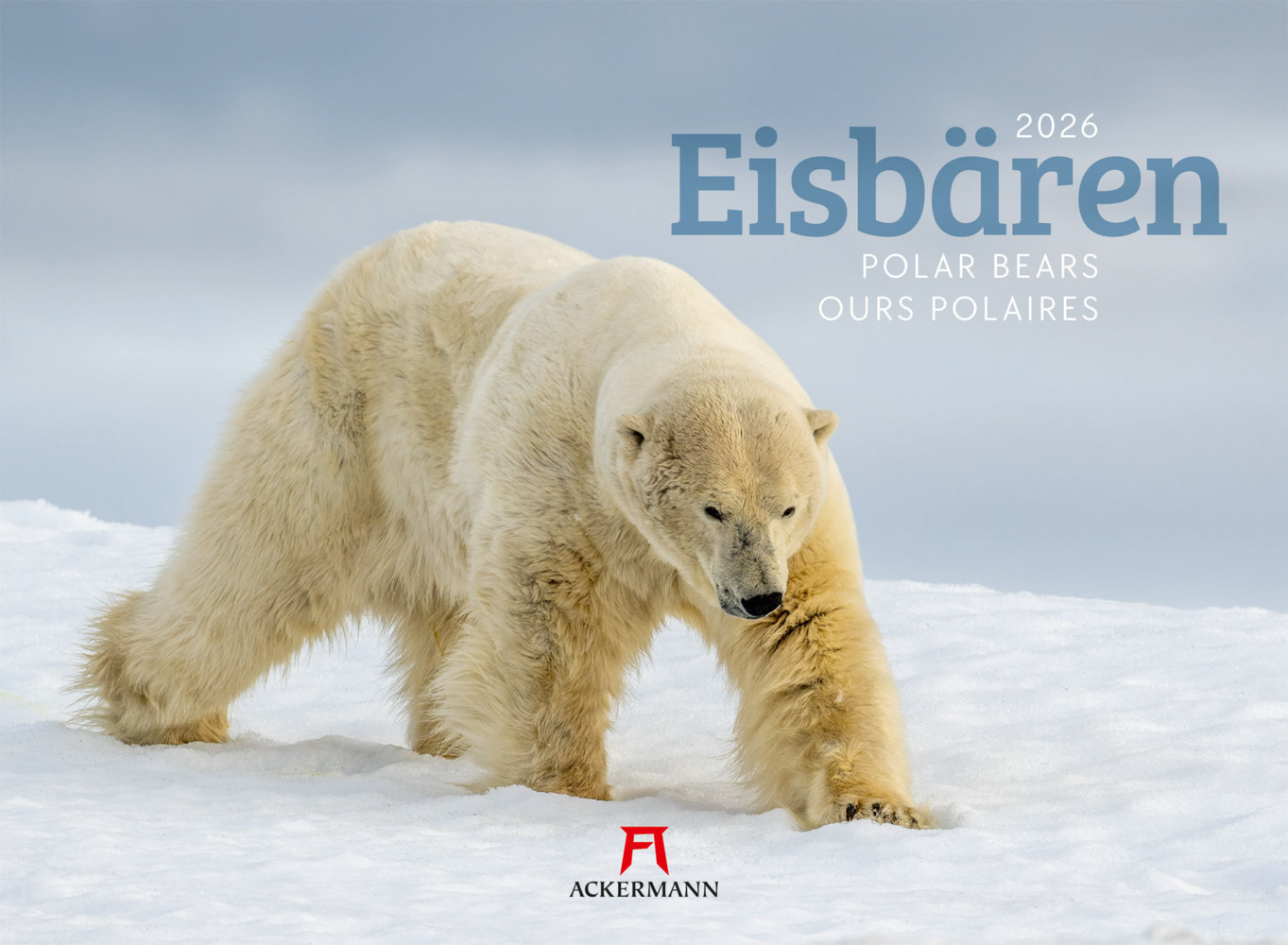 Eisbären Kalender 2026 main product photo