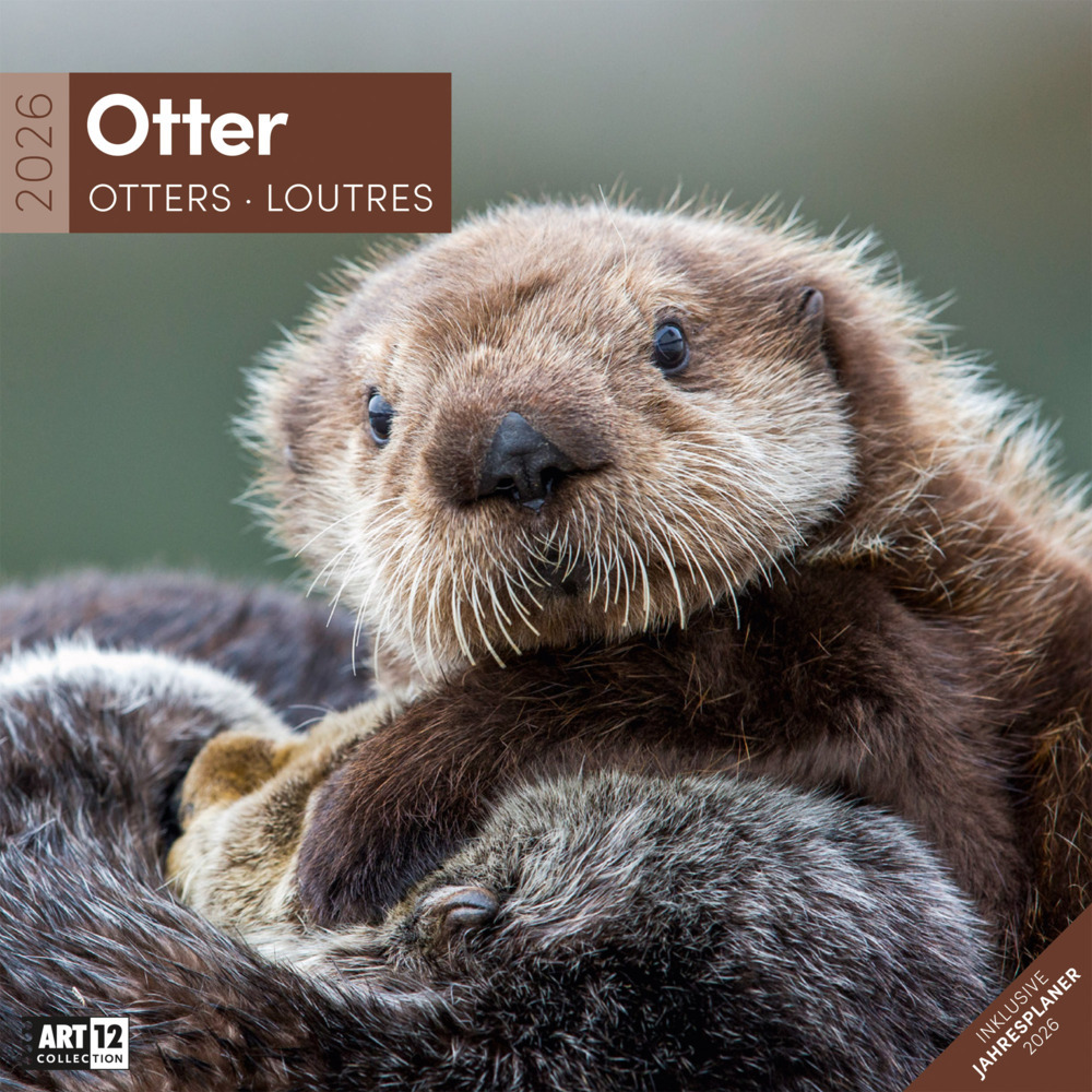Otter Broschürenkalender 2026 - 30x30 - Art12 main product photo