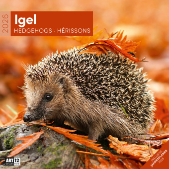 Igel Broschürenkalender 2026 - 30x30 - Art12