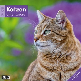 Katzen Broschürenkalender 2026 - 30x30 - Art12