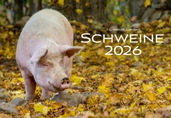Schweine Kalender 2026