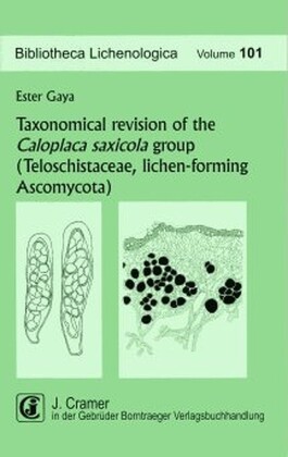 Taxonomical revision of the Caloplaca saxicola group (Teloschi...