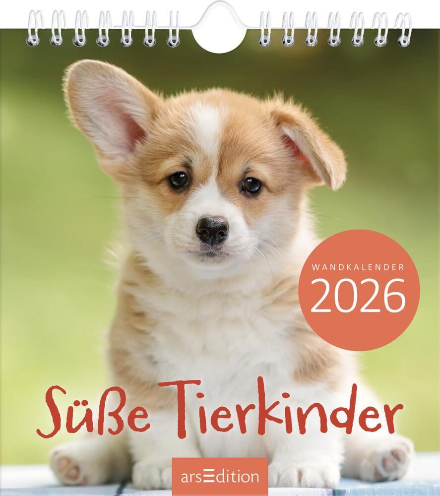 Wandkalender Süße Tierkinder 2026 main product photo