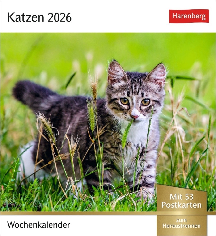 Katzen Postkartenkalender 2026 - Wochenkalender mit 53 Postkarten main product photo