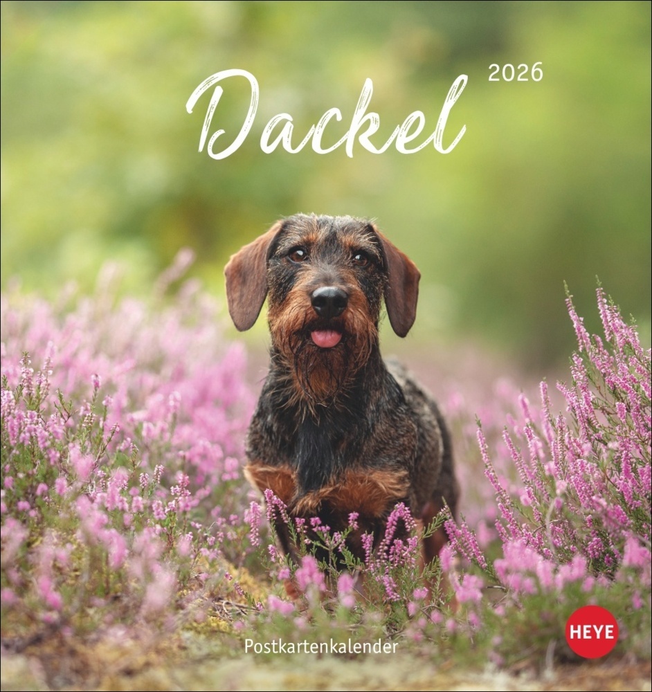 Dackel Postkartenkalender 2026 main product photo