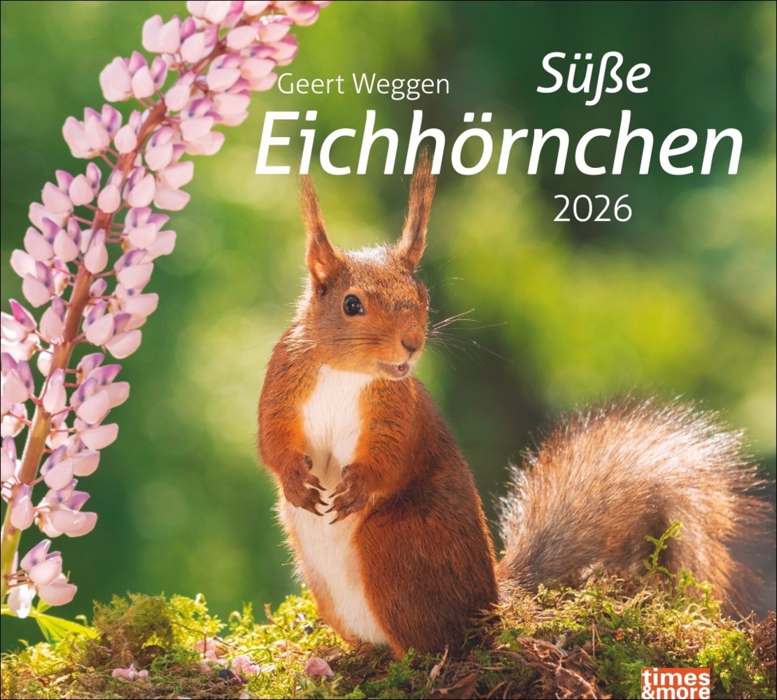 times&more Eichhörnchen Bildkalender 2026 main product photo