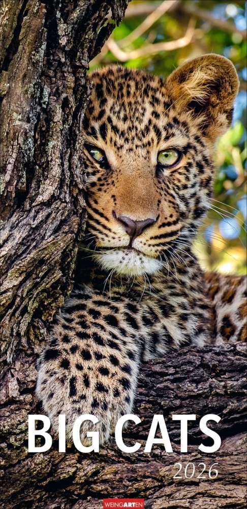 Big Cats Kalender 2026 main product photo