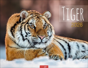 Tiger Kalender 2026