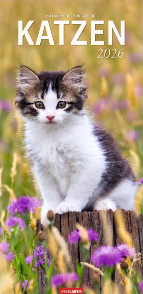 Katzen Kalender 2026 main product photo