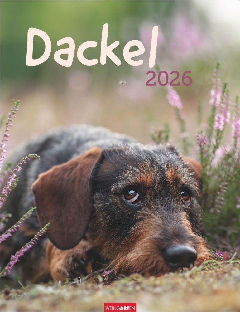 Dackel Kalender 2026 main product photo