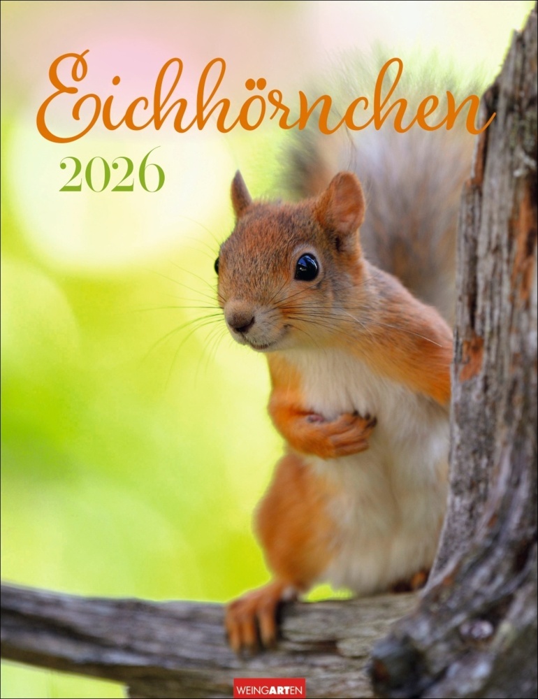 Eichhörnchen Kalender 2026 main product photo