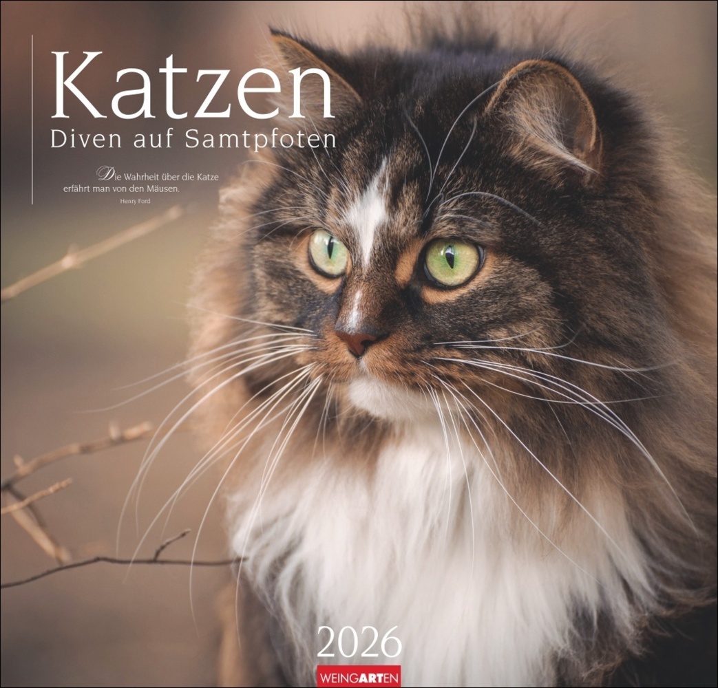 Katzen - Diven auf Samtpfoten Kalender 2026 main product photo