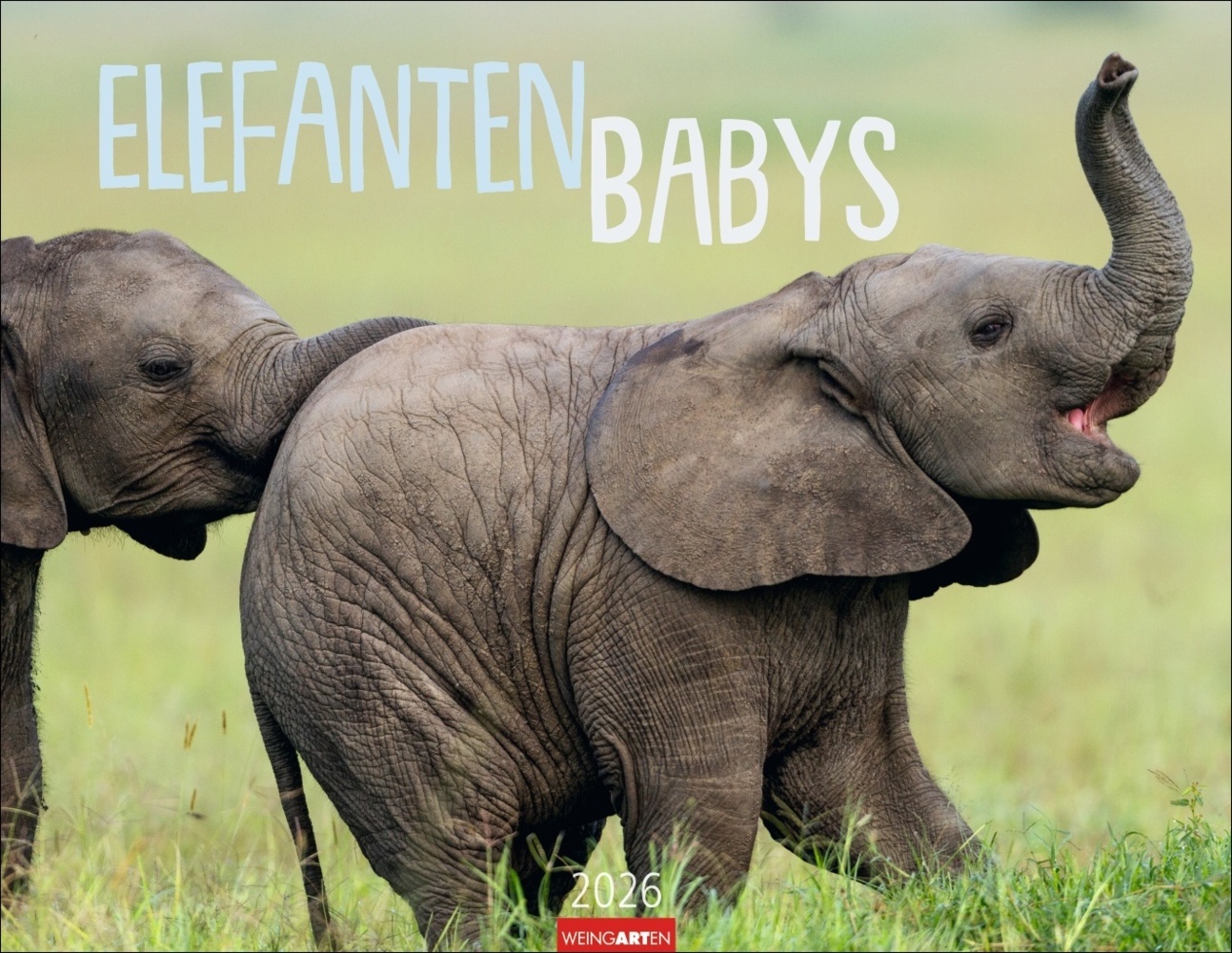 Elefantenbabys Kalender 2026 main product photo