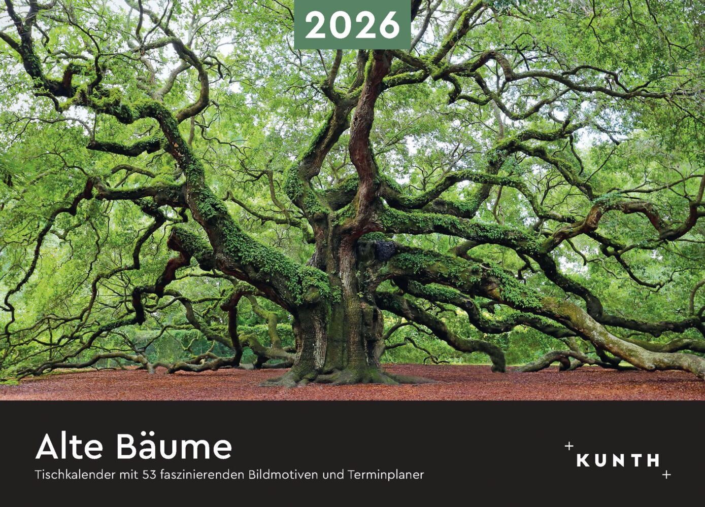 Alte Bäume - KUNTH Tischkalender 2026 main product photo